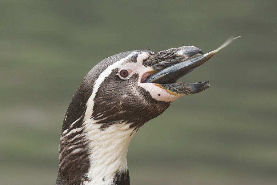 Do Penguins Have Teeth? Seven Not-So-Secret Facts About Penguins - Bird  Therapy.