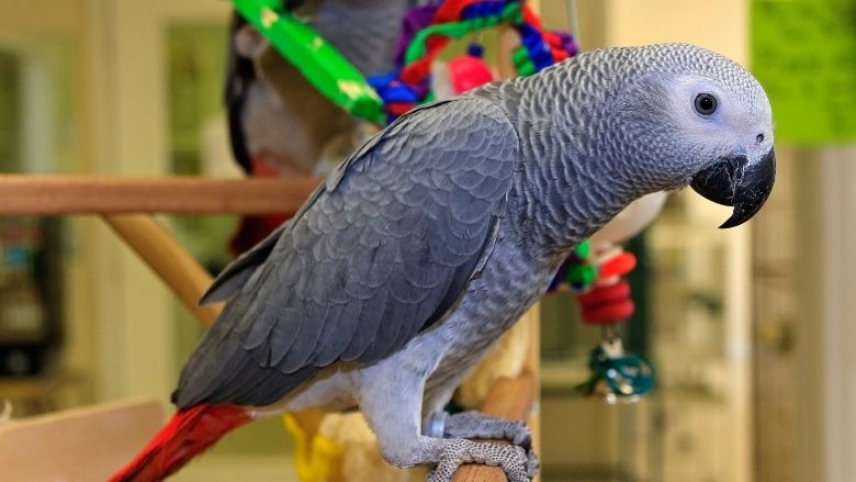 African Grey Parrot Price Explained 4 