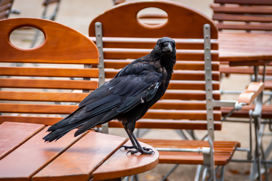 In captivity, ravens can learn to talk better than some parrots. They also  mimic other noises, like car engines, toilets flushing, other animals and  birdcalls. Ravens have been known to imitate wolves