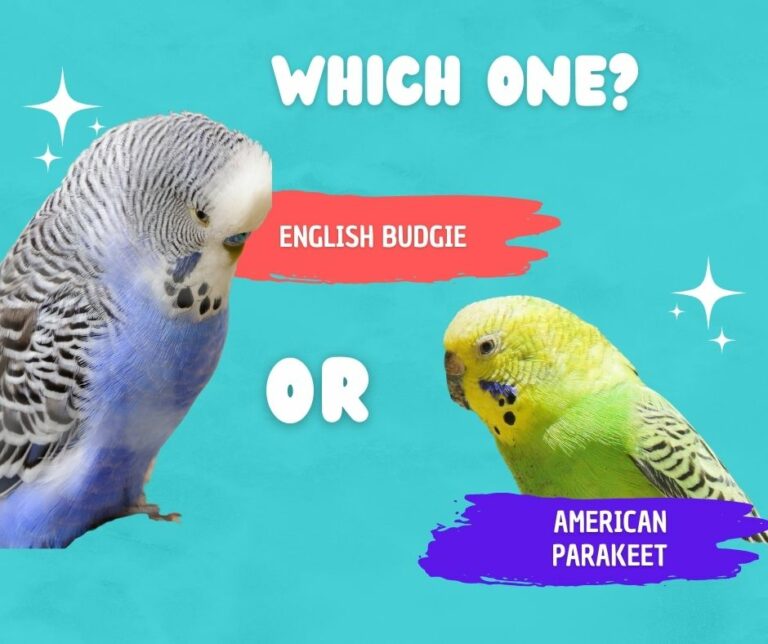 English Budgies VS American Parakeets All The Differences - Bird Therapy.