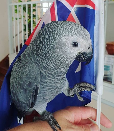 African Grey Parrot Price Explained All You Need To Know Before Buying Bird Therapy