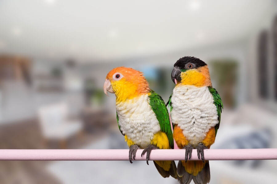 The Ultimate Guide To Caique: Personality, Costs, Foods & Health - Bird ...