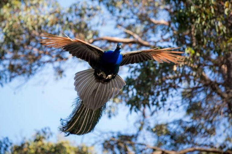Can Peacocks Fly? The Truth Behind The Myths - Bird Therapy.