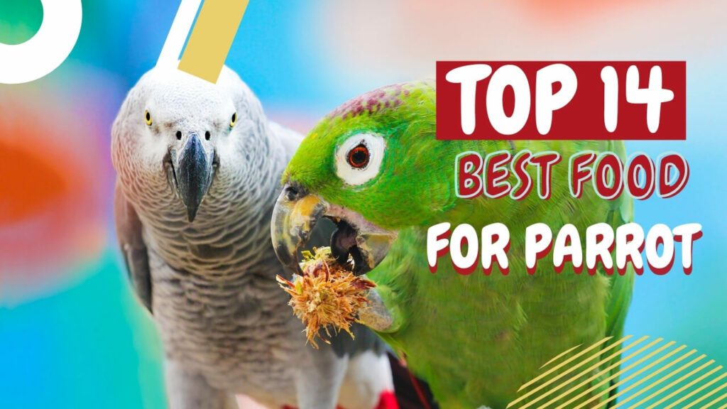 14 Best Foods for Parrots' Diet What They Are and How It Affects Their